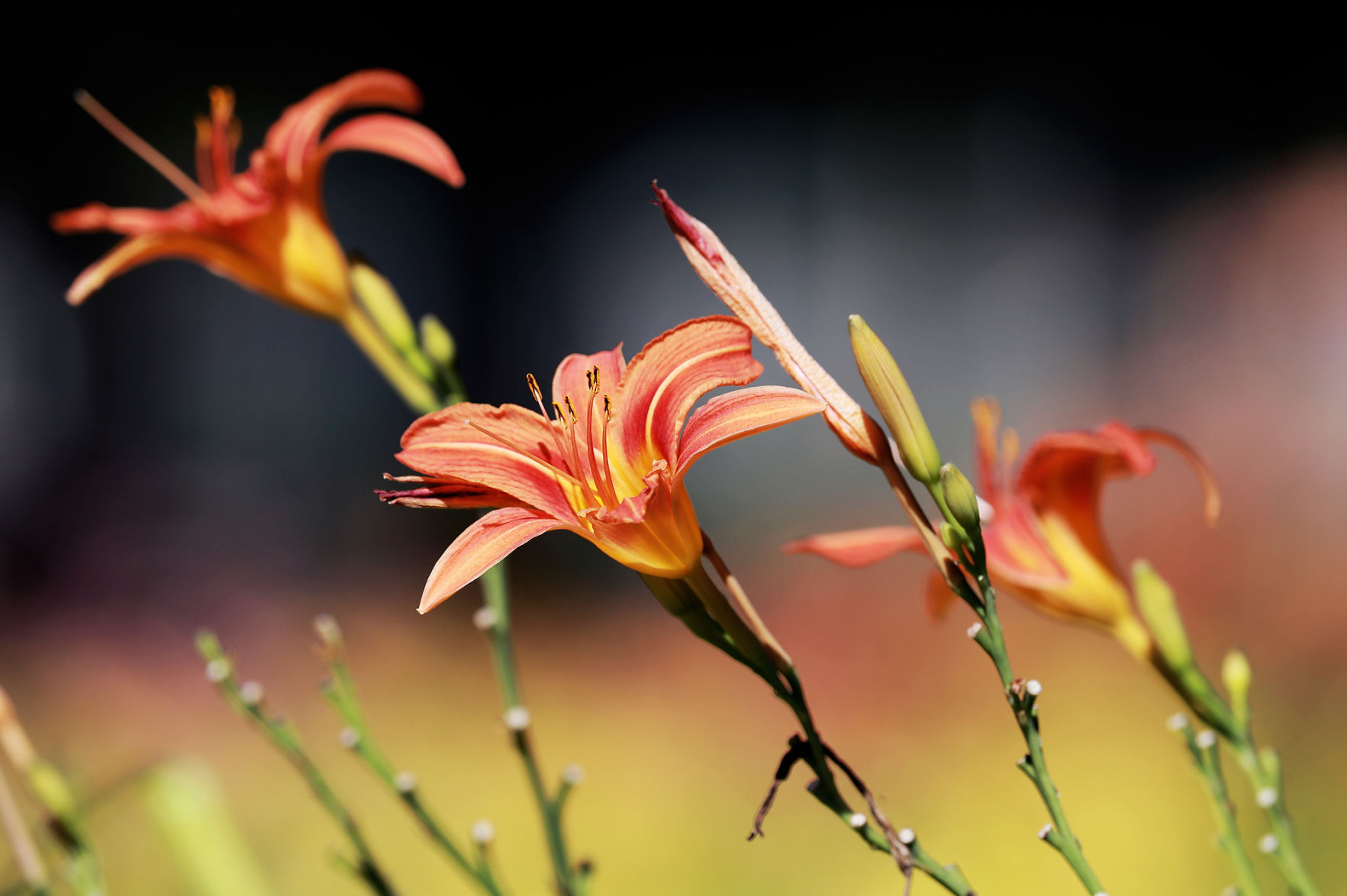 072719_StolleyGarden007_bjs.JPG
